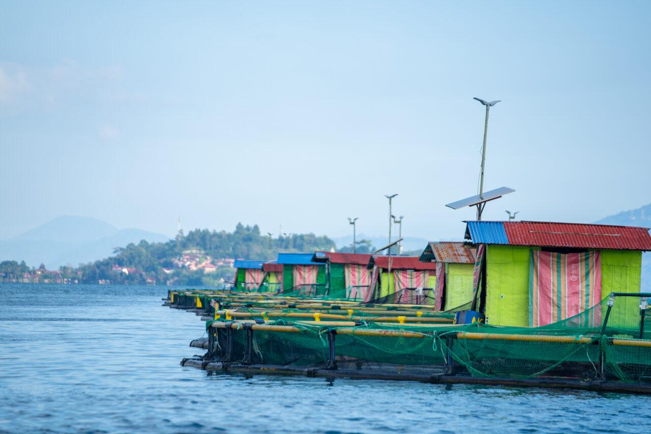 Regal Springs* expande su operación a la cría en jaulas e inaugura su primer criadero